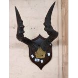 A pair of antelope horns set on shield shaped wooden plaque