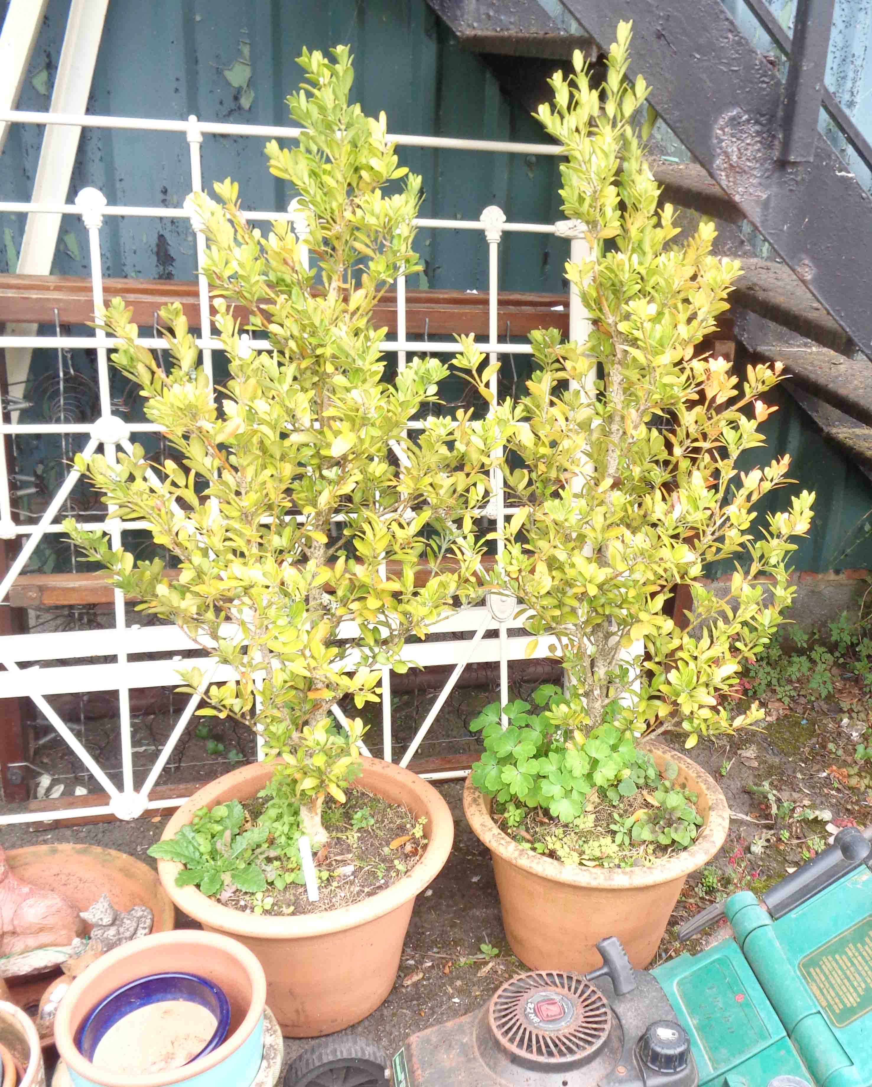 A pair of terracotta plant pots, each containing a large shrub