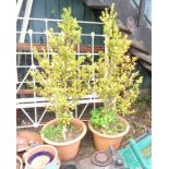 A pair of terracotta plant pots, each containing a large shrub