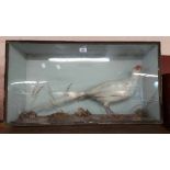 An old taxidermy white pheasant, set in a naturalistic diorama setting in a glazed wooden case