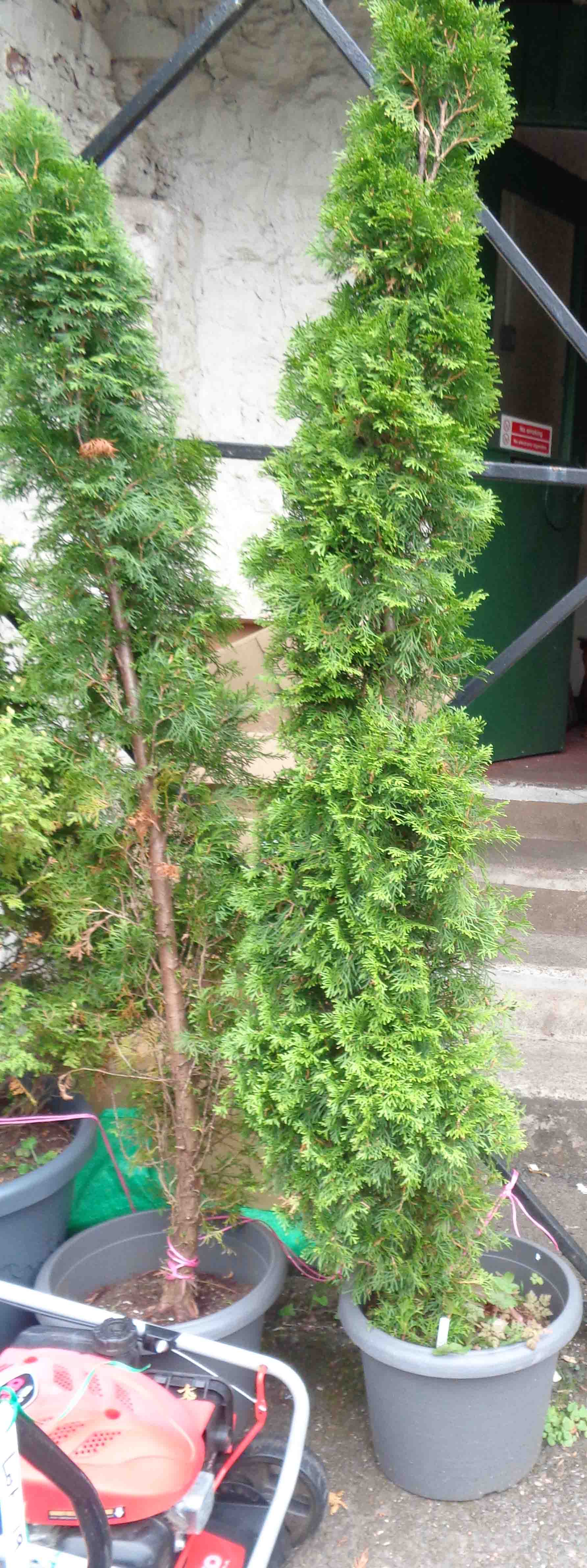 Two similar tall evergreen trees, both planted in plastic pots