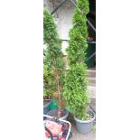 Two similar tall evergreen trees, both planted in plastic pots