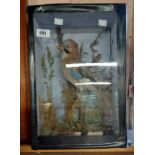 A late 19th Century taxidermy Jay in a naturalistic diorama setting, in a glazed wooden case - label