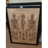 A selection of framed pictures and prints including 'The Skeletal System' educational coloured