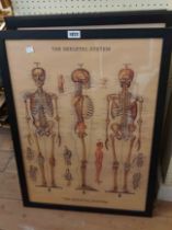 A selection of framed pictures and prints including 'The Skeletal System' educational coloured