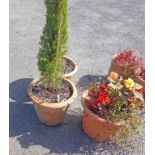 Three old terracotta garden pots with moulded trellis decoration - all planted with trees and