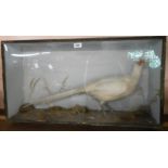 An old taxidermy white pheasant, set in a naturalistic diorama setting in a glazed wooden case