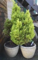 A pair of concrete planters of square tapered form, both planted with shrubs