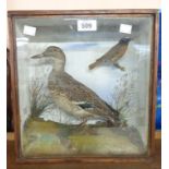 A late 19th/early 20th Century glazed wood case containing a taxidermy Duck and a Red Start in a