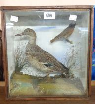 A late 19th/early 20th Century glazed wood case containing a taxidermy Duck and a Red Start in a