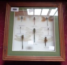 A box frame containing a display of British dragonflies