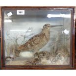 A late 19th/early 20th Century taxidermy Snipe in a naturalistic winter setting within a gazed