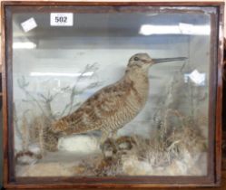 A late 19th/early 20th Century taxidermy Snipe in a naturalistic winter setting within a gazed