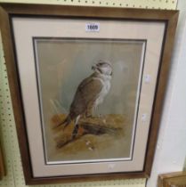 Cyril David Johnston: a framed watercolour study of a Laggar Falcon - signed - 40cm X 30cm