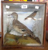 A late 19th/early 20th Century glazed wood case containing a taxidermy duck and a red start in a
