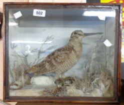 A late 19th/early 20th Century taxidermy snipe in a naturalistic winter setting within a gazed