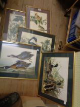 Five assorted gilt framed coloured bird study prints