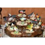 A COLLECTION OF BESWICK BIRD FIGURES AND TWO DISPLAY STANDS, comprising Jay no 2417 (beak