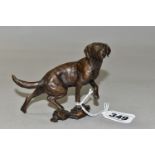 A LIMITED EDITION BRONZE OF A LABRADOR, by Michael Simpson, depicting the dog moving across