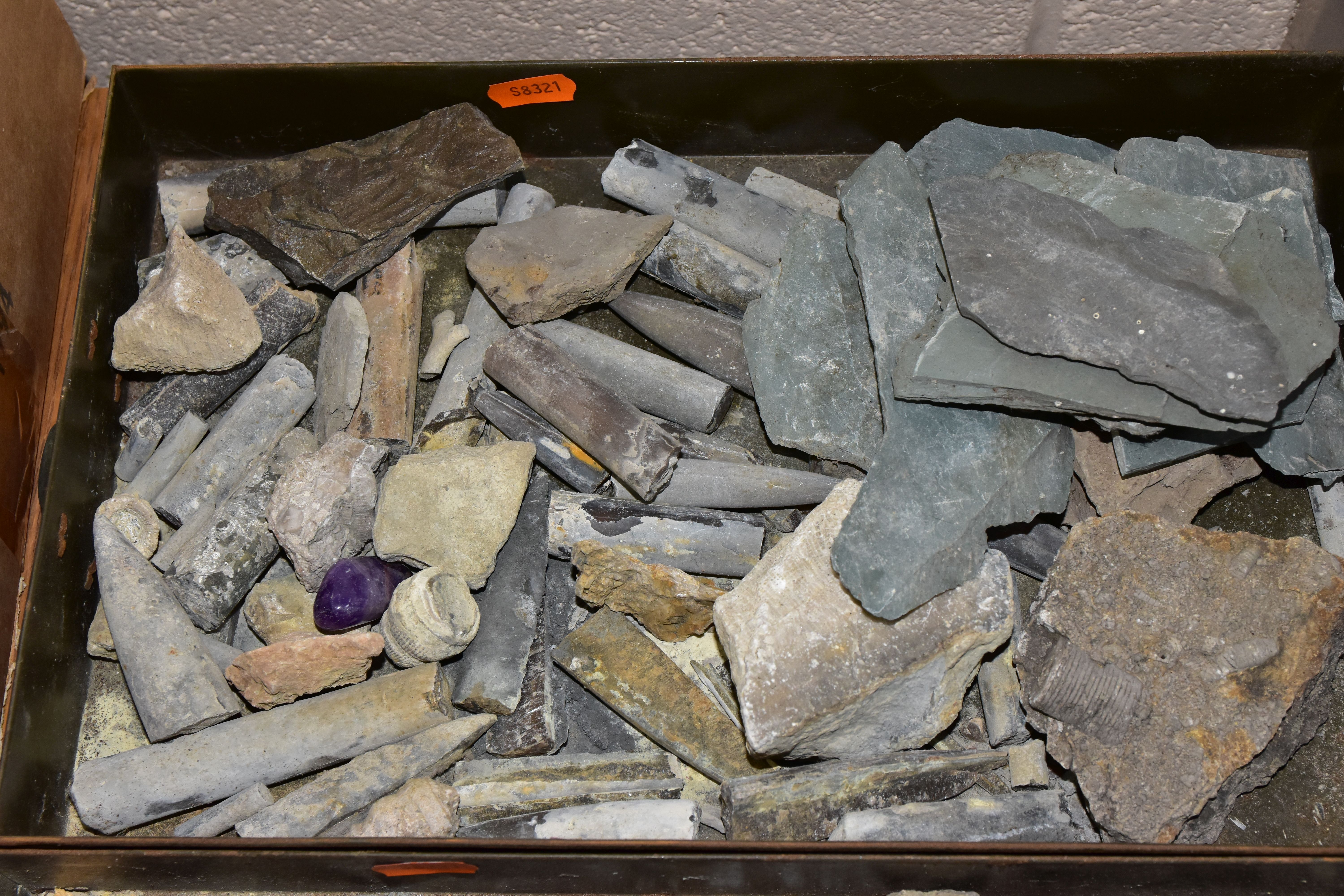 FIVE BOXES OF FOSSILS, ROCKS, MINERALS AND SHELLS, to include belemnites, ammonite, fossilised - Image 4 of 6