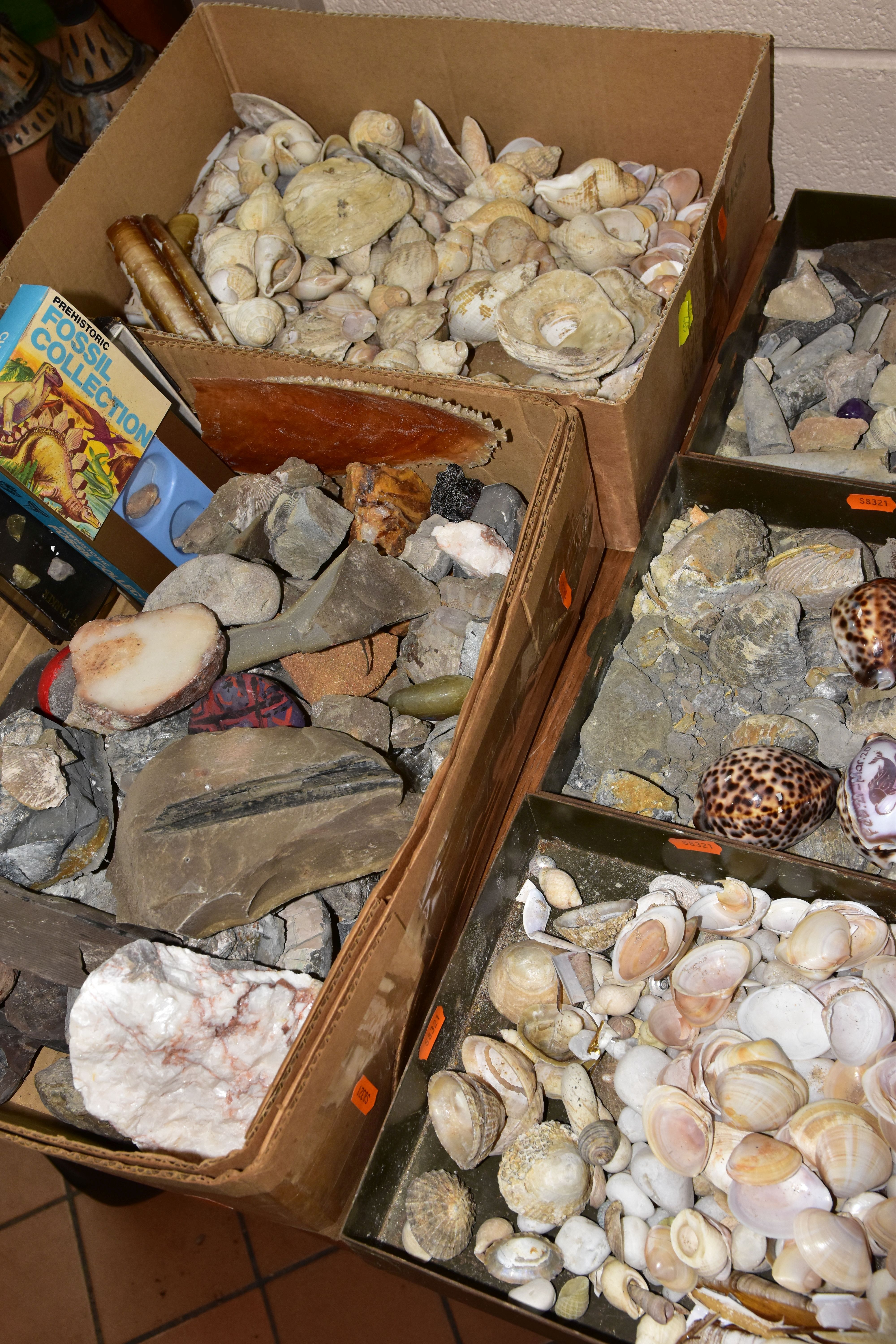 FIVE BOXES OF FOSSILS, ROCKS, MINERALS AND SHELLS, to include belemnites, ammonite, fossilised