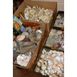 FIVE BOXES OF FOSSILS, ROCKS, MINERALS AND SHELLS, to include belemnites, ammonite, fossilised