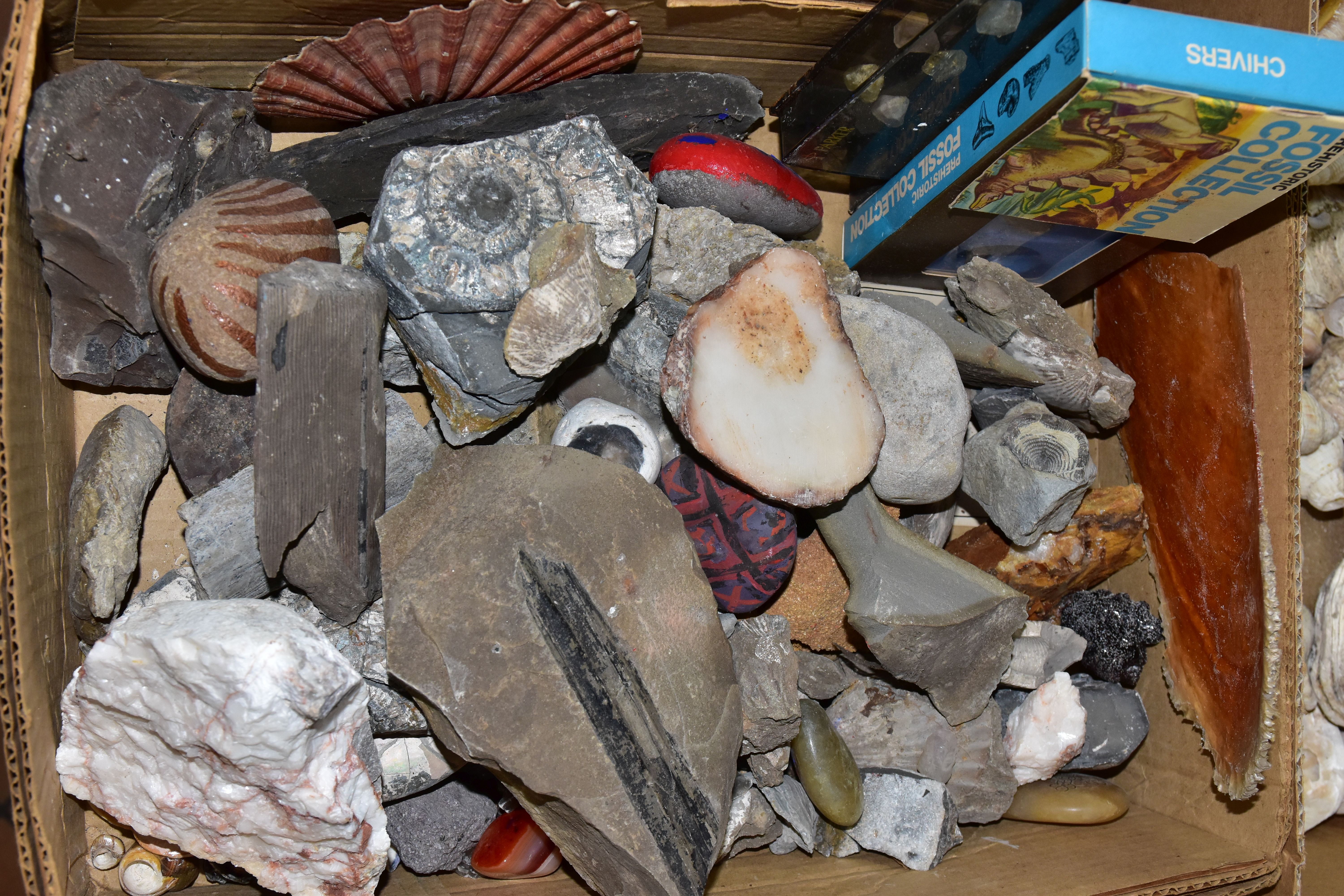 FIVE BOXES OF FOSSILS, ROCKS, MINERALS AND SHELLS, to include belemnites, ammonite, fossilised - Image 5 of 6