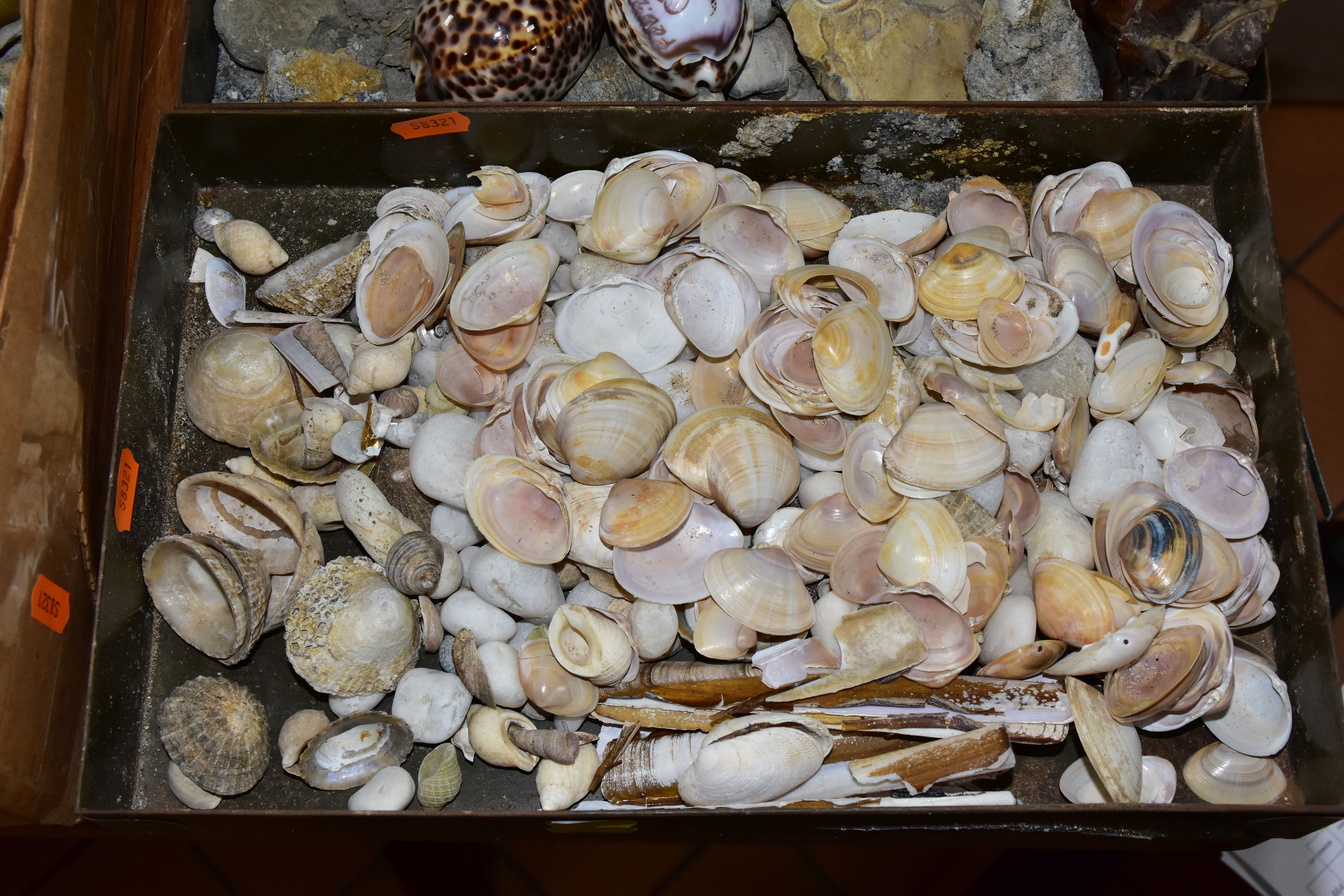 FIVE BOXES OF FOSSILS, ROCKS, MINERALS AND SHELLS, to include belemnites, ammonite, fossilised - Image 2 of 6