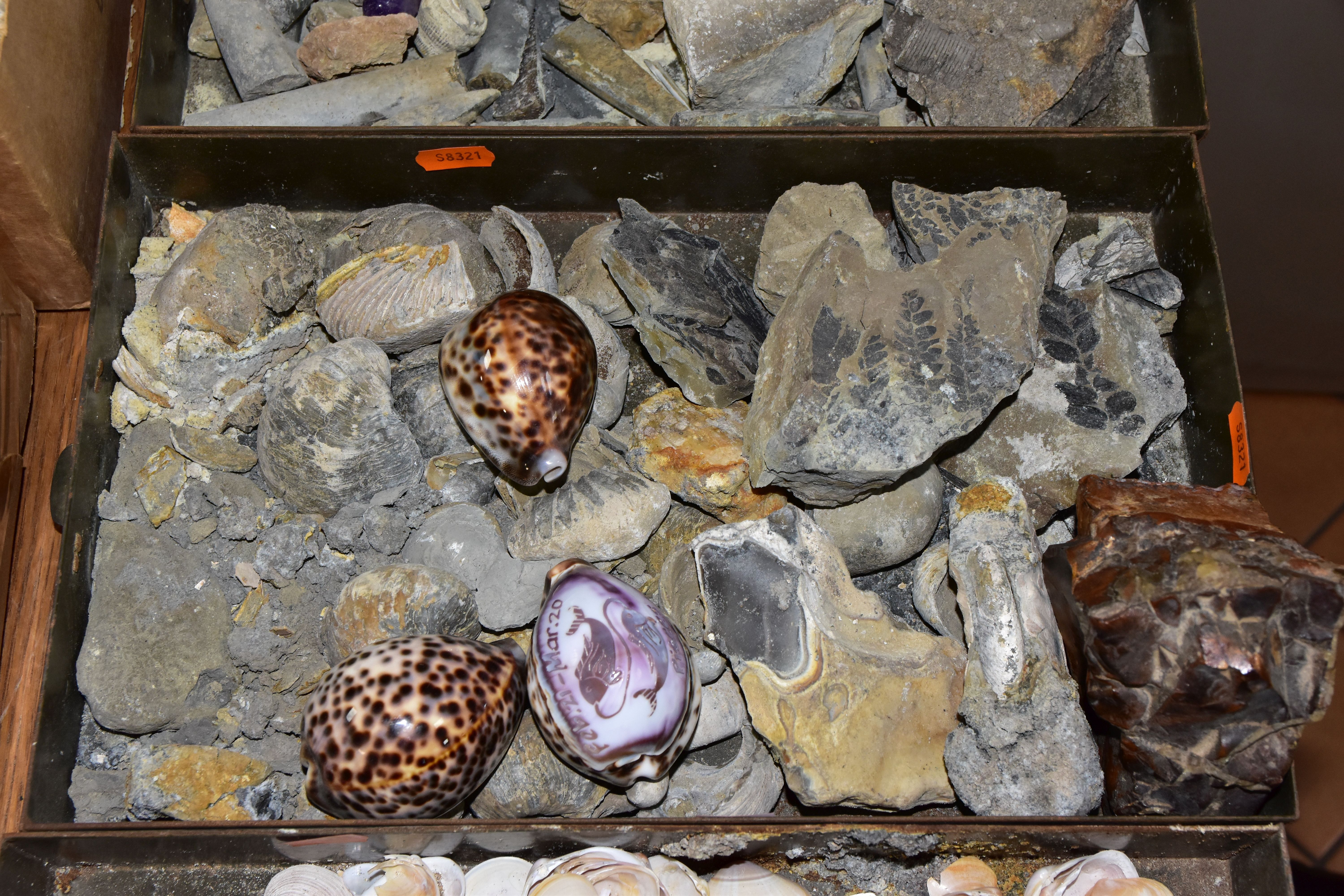 FIVE BOXES OF FOSSILS, ROCKS, MINERALS AND SHELLS, to include belemnites, ammonite, fossilised - Image 3 of 6