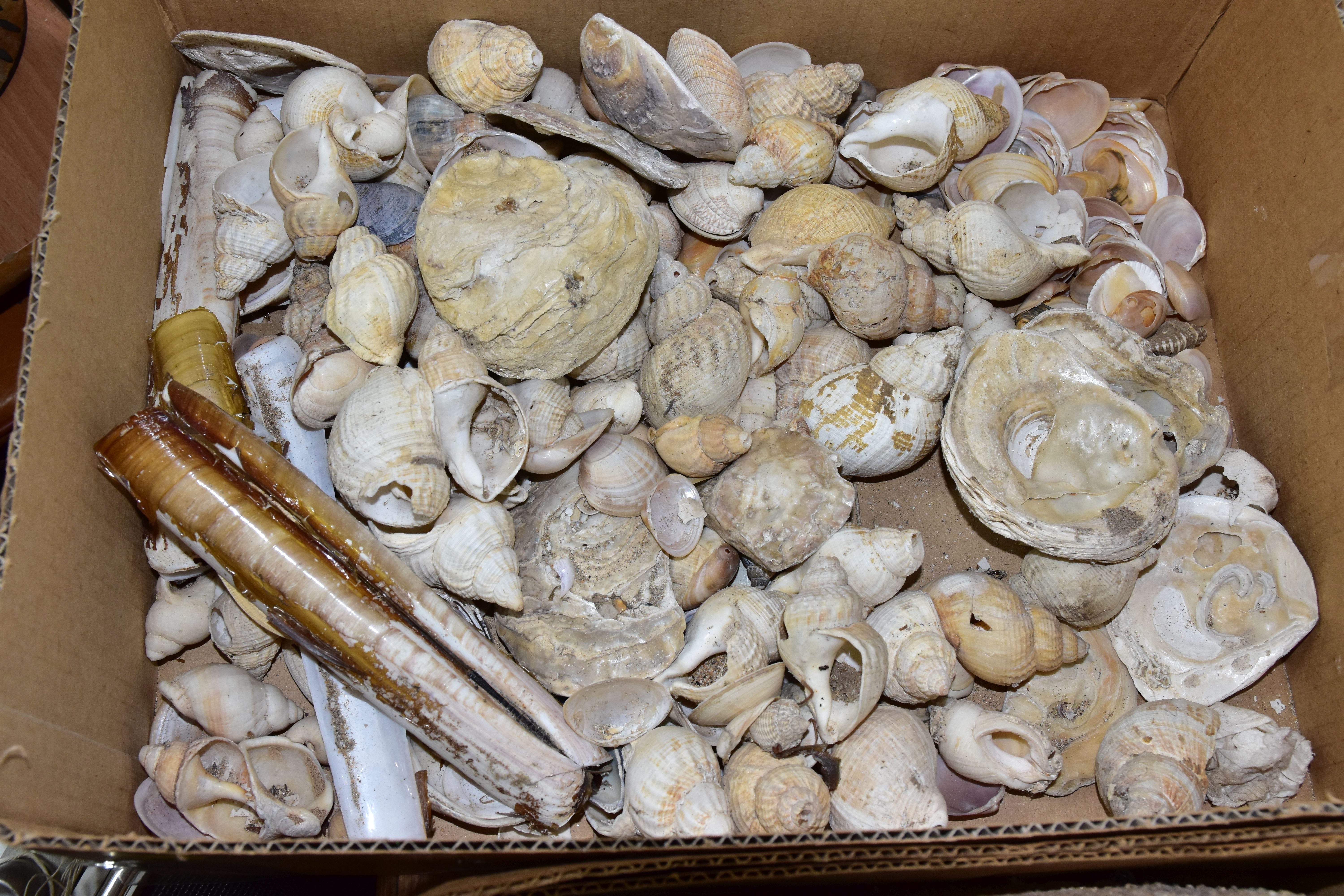 FIVE BOXES OF FOSSILS, ROCKS, MINERALS AND SHELLS, to include belemnites, ammonite, fossilised - Image 6 of 6