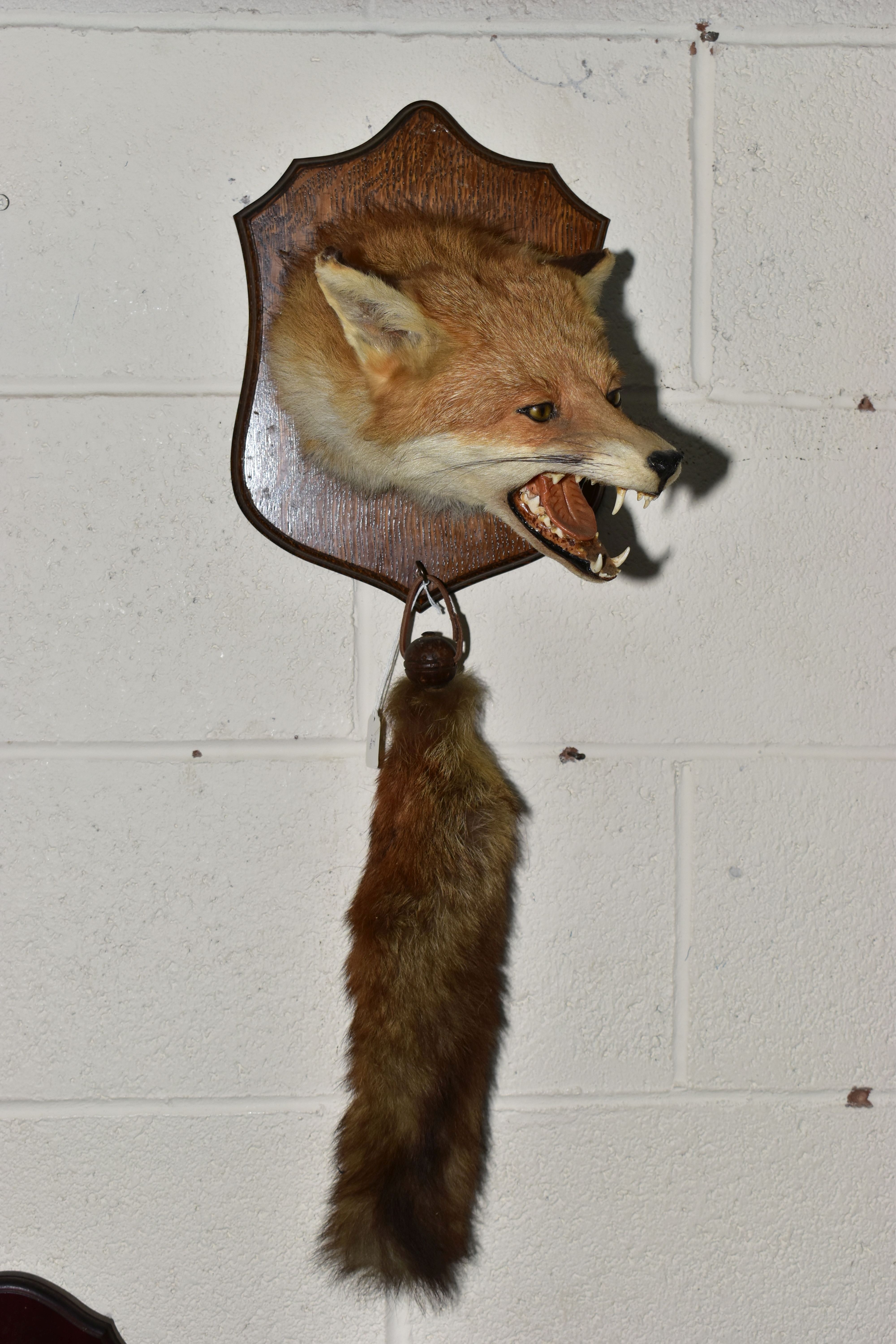 TAXIDERMY - A SECOND HALF 20TH CENTURY FOX'S MASK AND BRUSH MOUNTED ON AN OAK WALL SHIELD, bears '