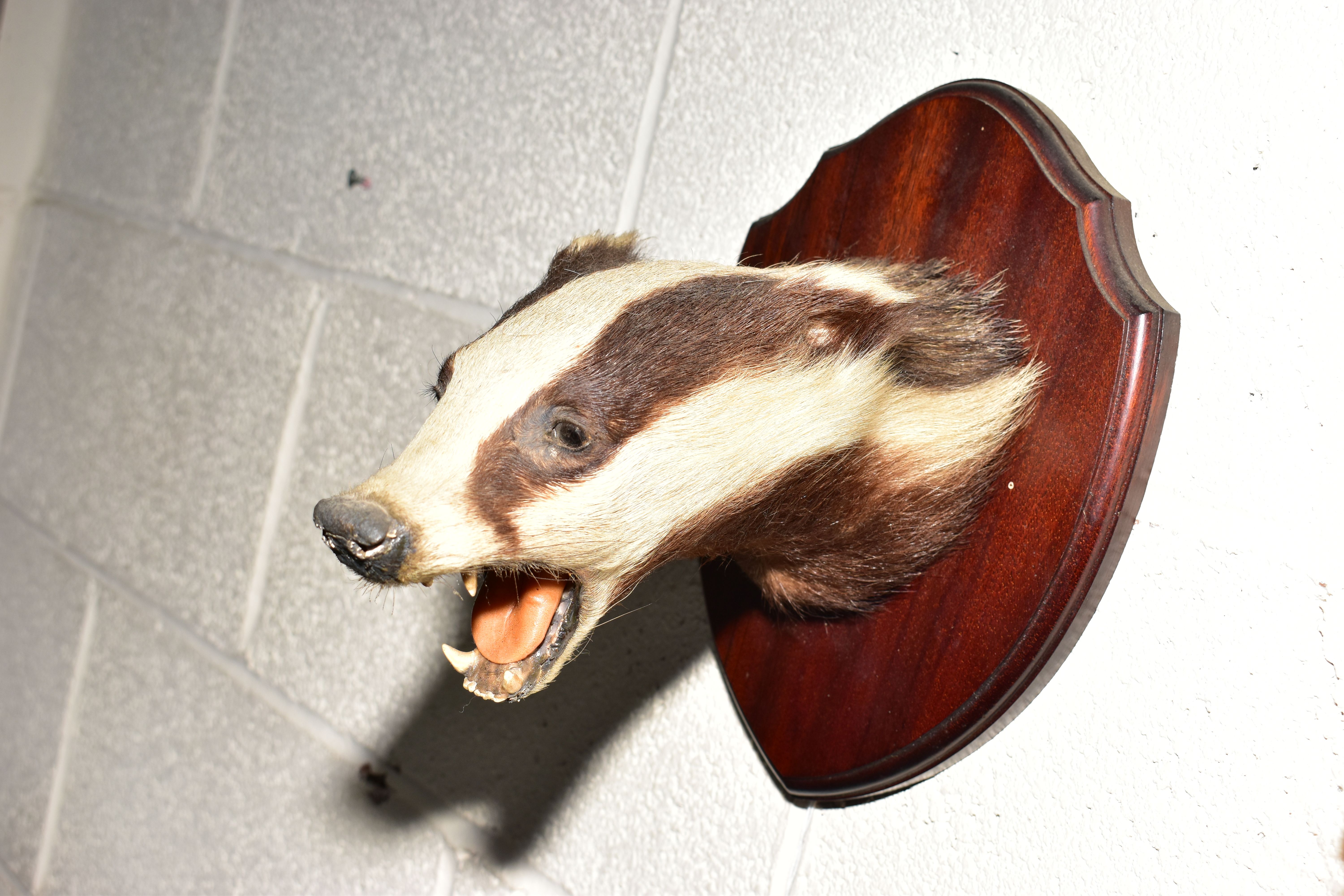 TAXIDERMY - A BADGER'S MASK MOUNTED ON A MAHOGANY SHIELD, height 25.6cm, together with an early 20th - Image 2 of 6