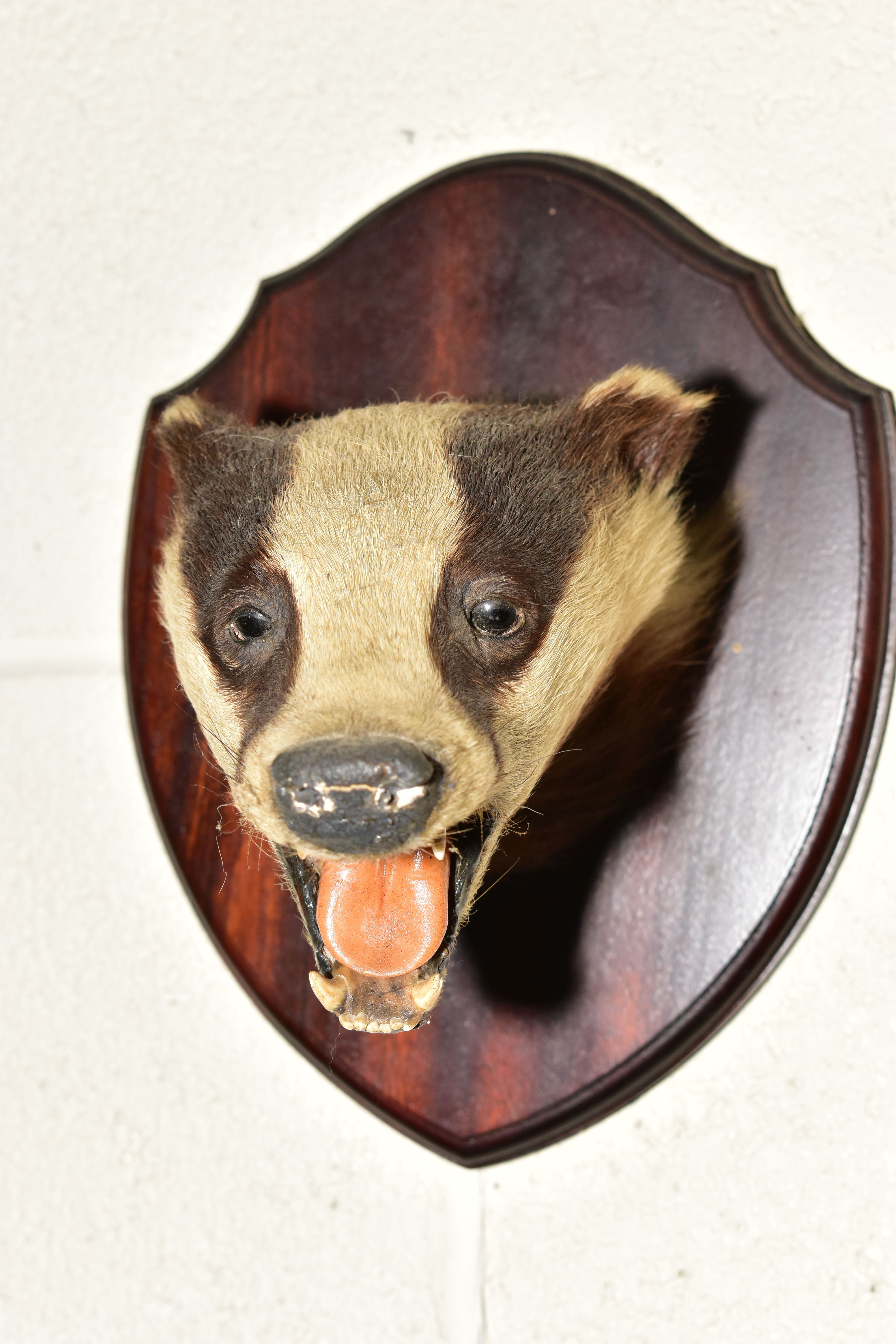 TAXIDERMY - A BADGER'S MASK MOUNTED ON A MAHOGANY SHIELD, height 25.6cm, together with an early 20th