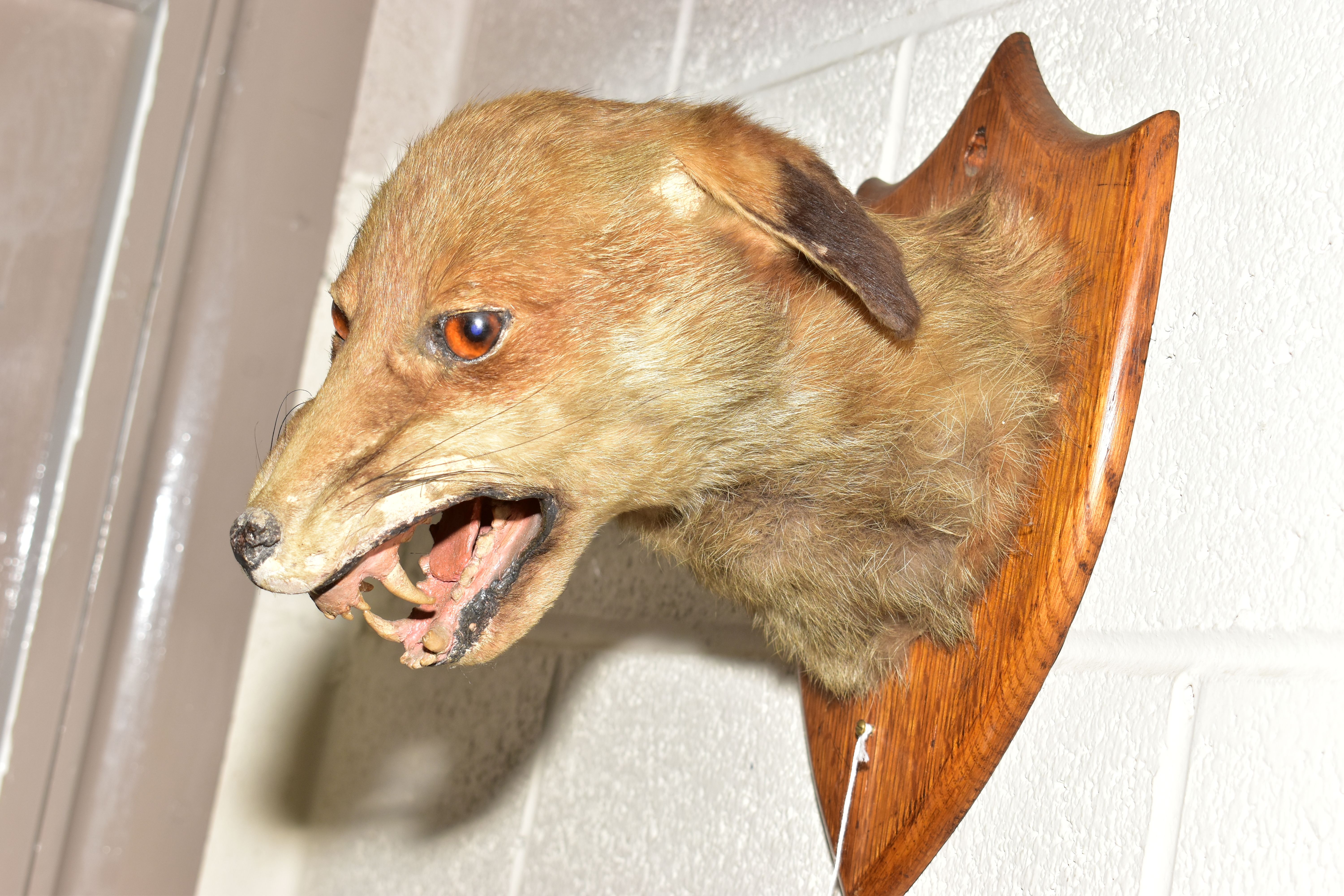 TAXIDERMY - A BADGER'S MASK MOUNTED ON A MAHOGANY SHIELD, height 25.6cm, together with an early 20th - Image 6 of 6