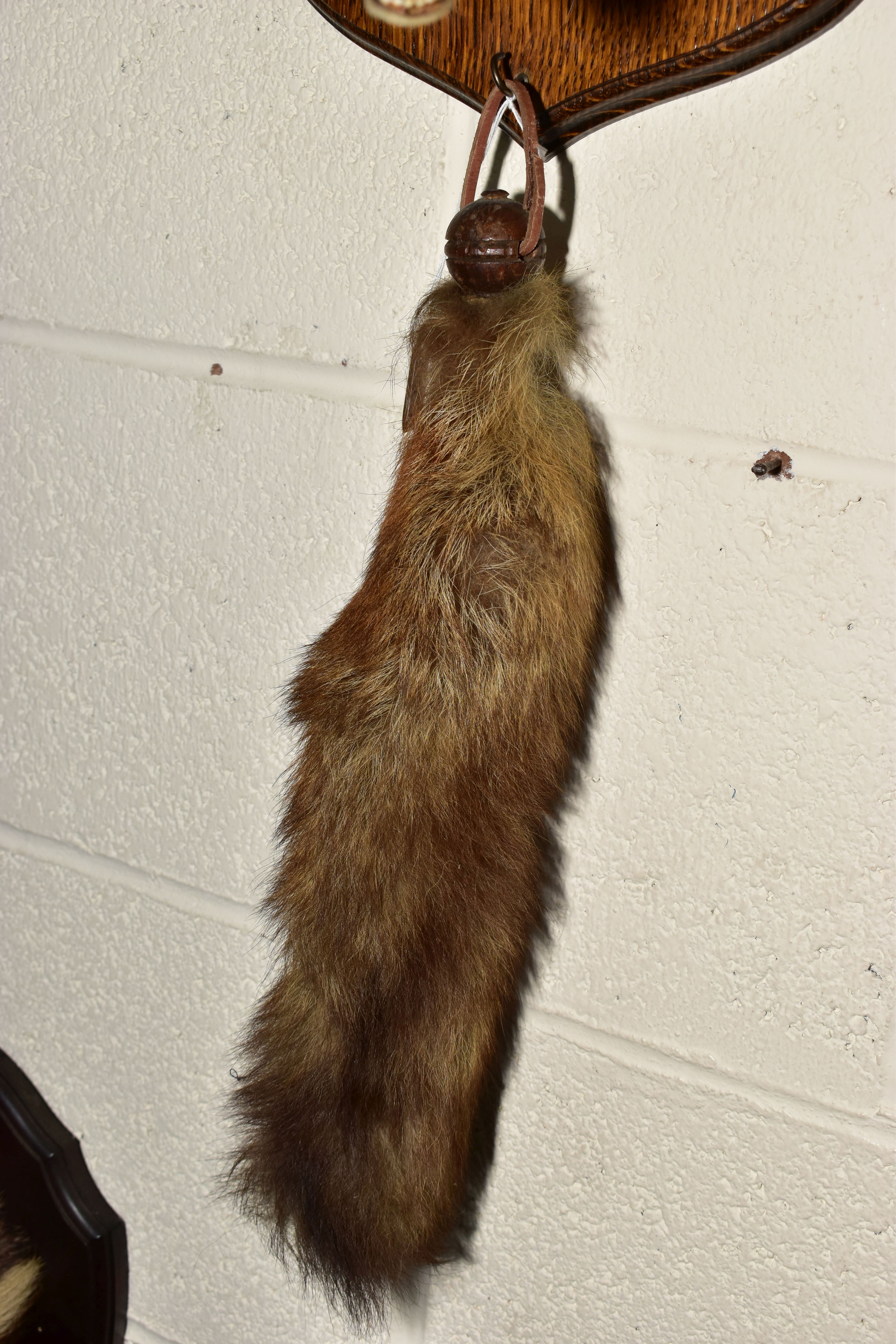 TAXIDERMY - A SECOND HALF 20TH CENTURY FOX'S MASK AND BRUSH MOUNTED ON AN OAK WALL SHIELD, bears ' - Image 4 of 5