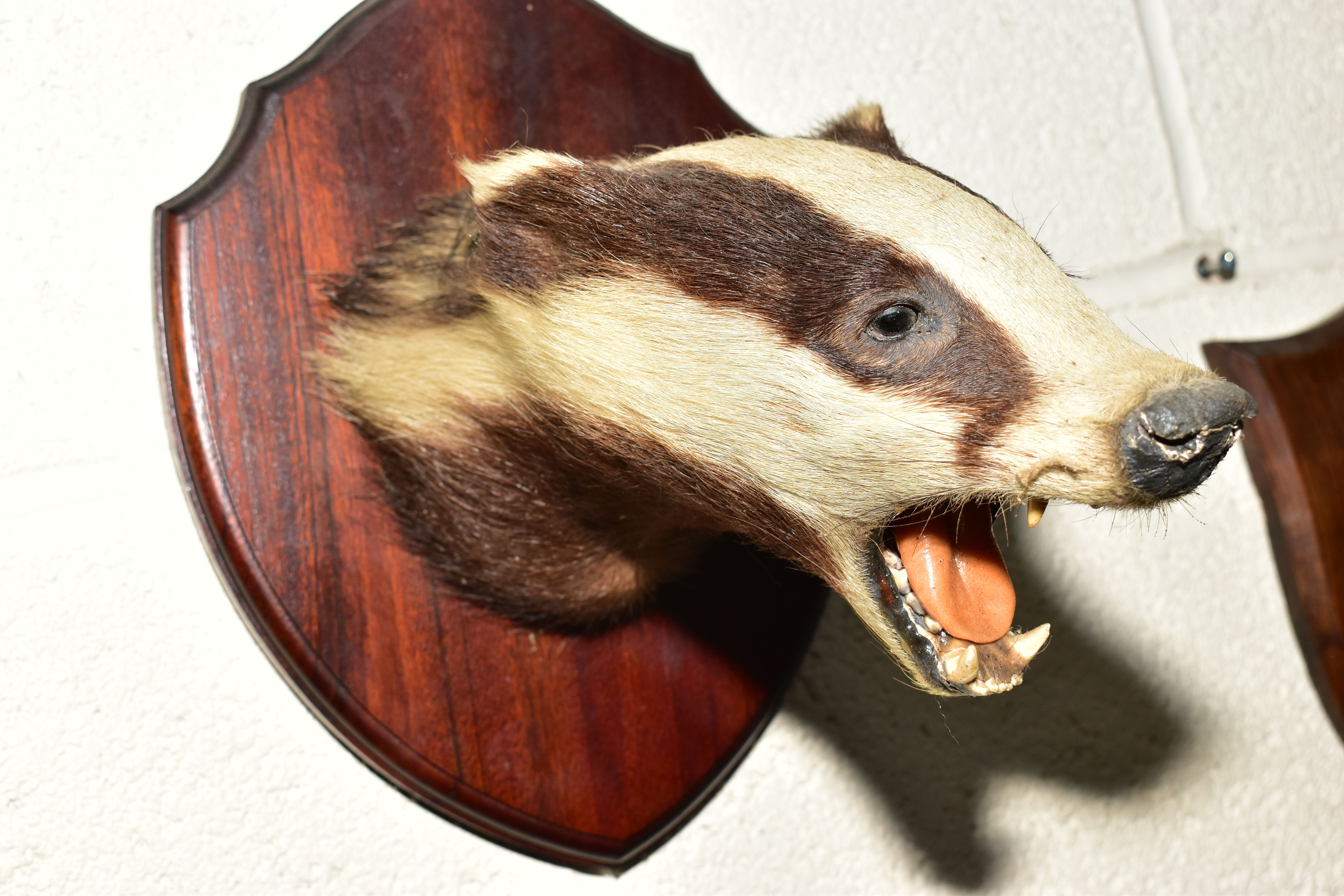 TAXIDERMY - A BADGER'S MASK MOUNTED ON A MAHOGANY SHIELD, height 25.6cm, together with an early 20th - Image 3 of 6