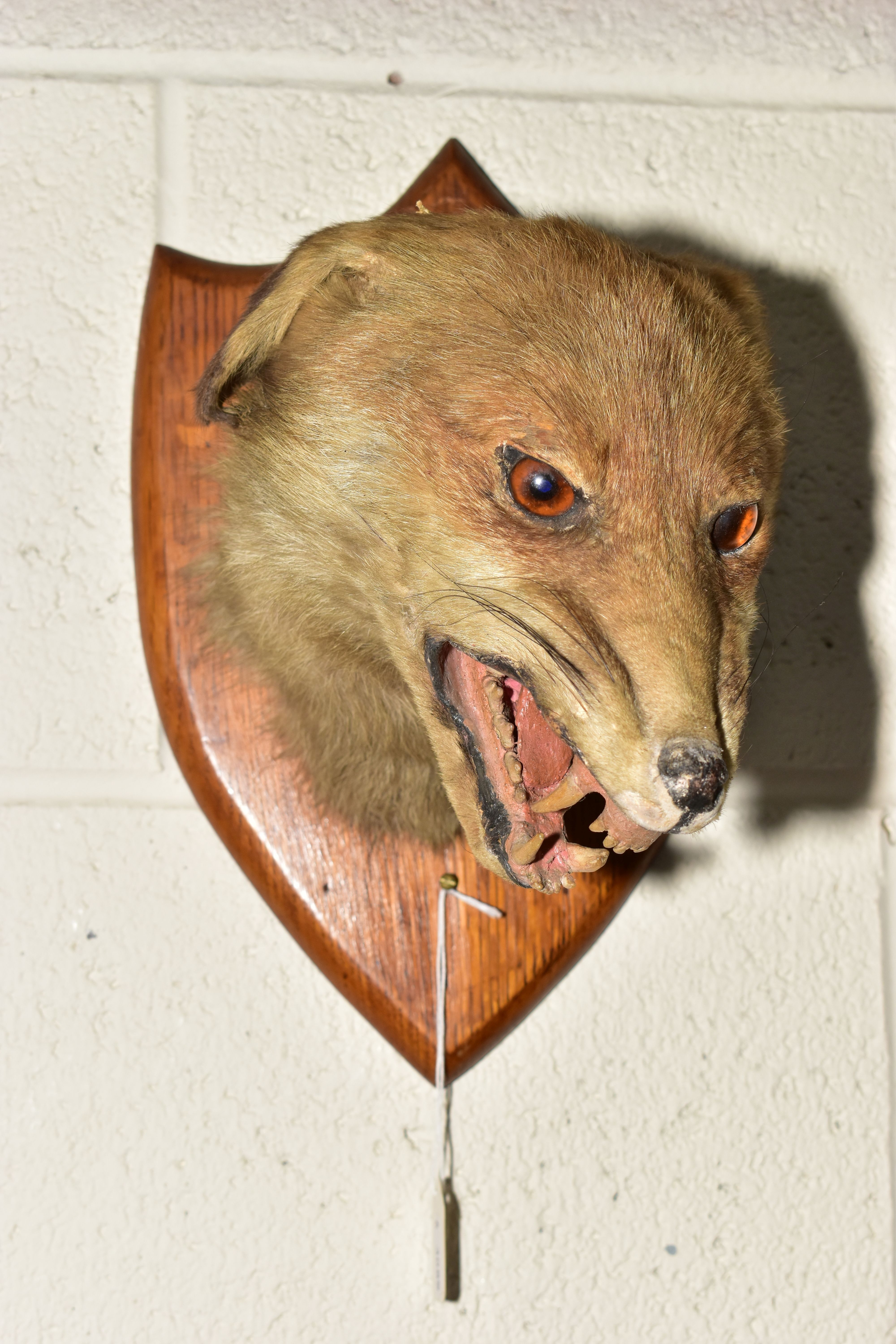 TAXIDERMY - A BADGER'S MASK MOUNTED ON A MAHOGANY SHIELD, height 25.6cm, together with an early 20th - Image 4 of 6