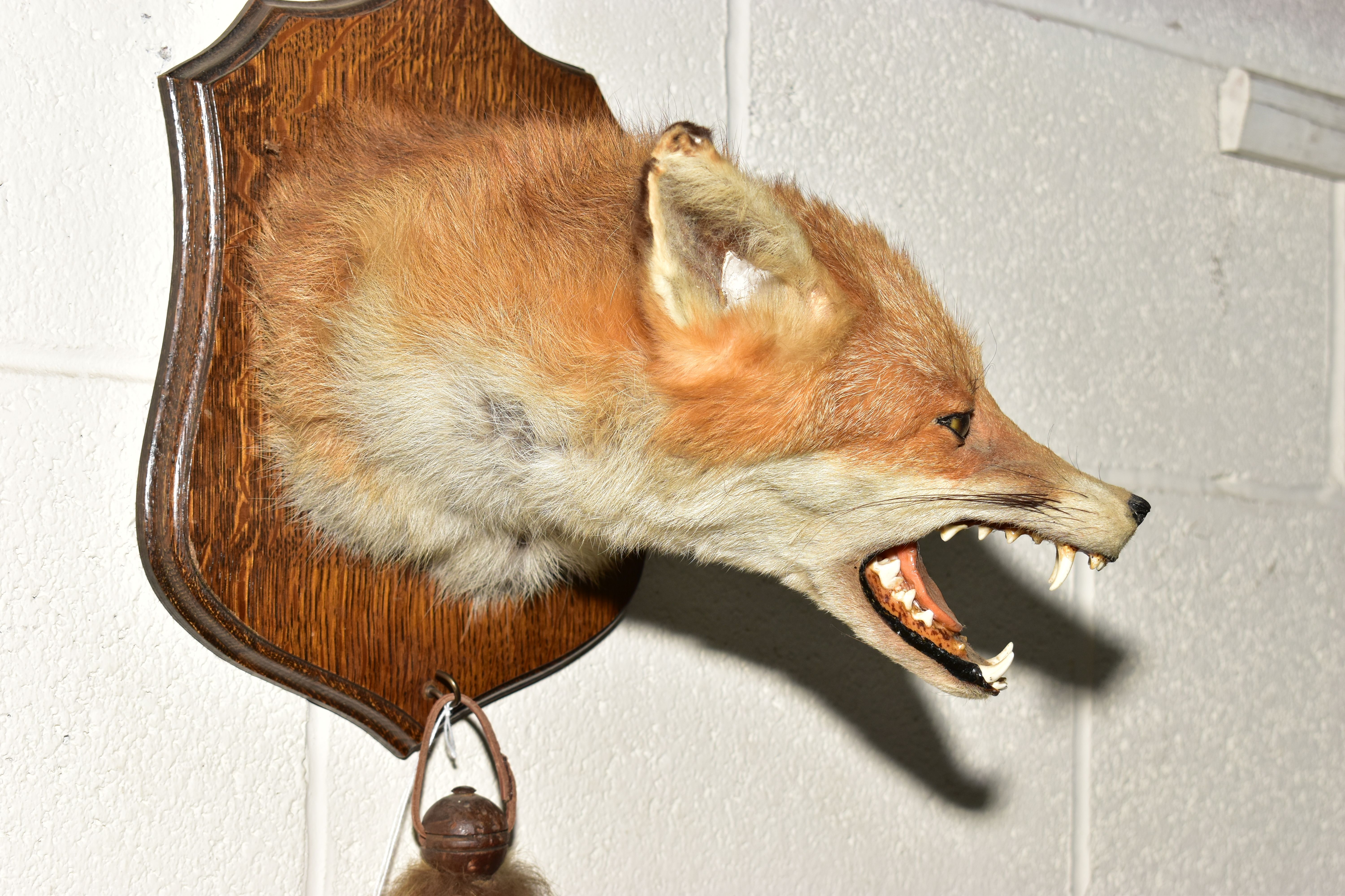 TAXIDERMY - A SECOND HALF 20TH CENTURY FOX'S MASK AND BRUSH MOUNTED ON AN OAK WALL SHIELD, bears ' - Image 2 of 5