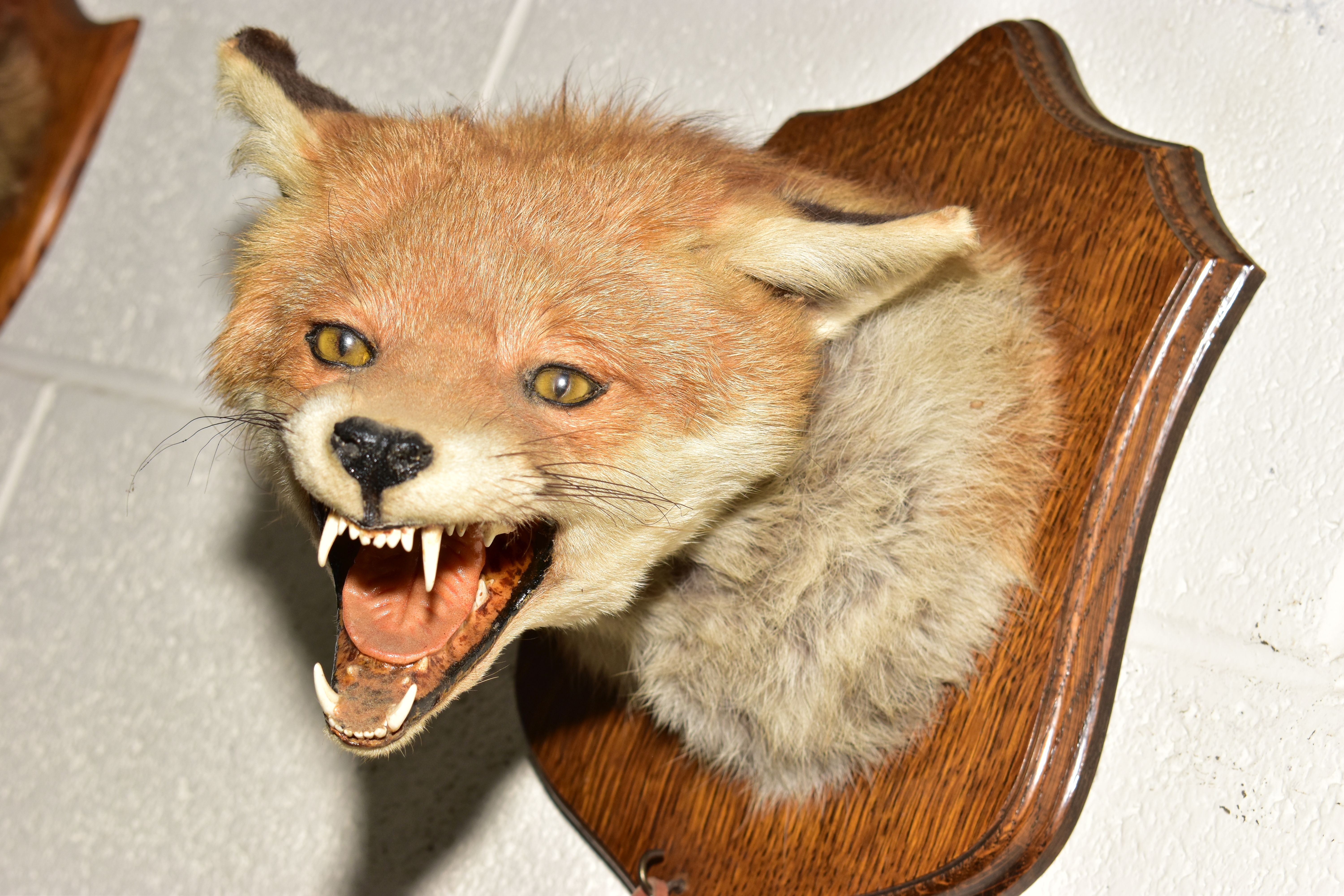 TAXIDERMY - A SECOND HALF 20TH CENTURY FOX'S MASK AND BRUSH MOUNTED ON AN OAK WALL SHIELD, bears ' - Image 3 of 5