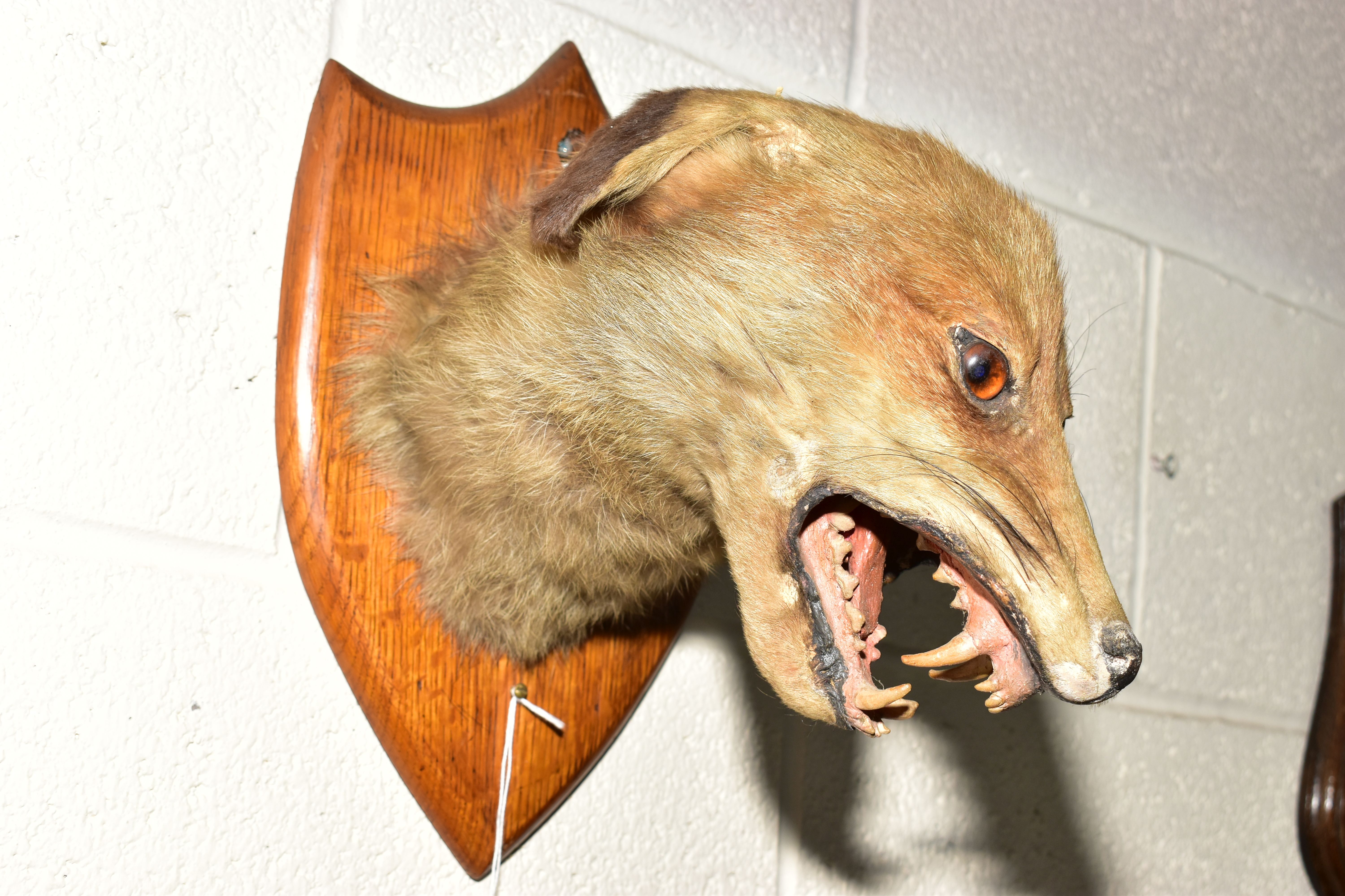 TAXIDERMY - A BADGER'S MASK MOUNTED ON A MAHOGANY SHIELD, height 25.6cm, together with an early 20th - Image 5 of 6