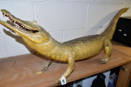 A TAXIDERMY SPECTACLED CAIMAN (CAIMAN CROCODILUS), length 114cm (1) (Condition Report: generally ok,