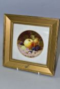 A FRAMED COALPORT PORCELAIN PLAQUE, by Frederick H. Chivers, painted with apples, blackberries and