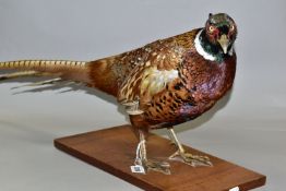 A TAXIDERMY MALE PHEASANT, late twentieth century, mounted standing on a wooden base, the