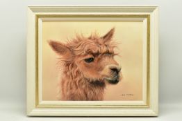 ALEX McGARRY (BRITISH CONTEMPORARY) 'HORACE', a portrait of an Alpaca, signed lower right, oil on