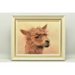 ALEX McGARRY (BRITISH CONTEMPORARY) 'HORACE', a portrait of an Alpaca, signed lower right, oil on