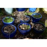 FOUR MATCHING CIRCULAR BLUE GLAZED PLANTERS, diameter 40cm x height 26cm, and two other blue