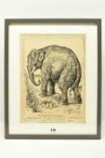 BERNARD PARTRIDGE (1861-1945) 'THE CHAMPION OF THE SMALLER NATIONS - THE IMPERIAL PACHYDERM', a