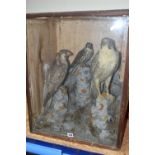 TAXIDERMY, A DISPLAY CASE CONTAINING TWO PEREGRINE FALCONS AND A HOBBY, perched in a naturalistic