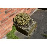 A VINTAGE SANDSTONE PUMP TROUGH width 54cm depth 57cm height 30cm at highest point with soil and