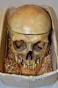 A HUMAN SKULL FOR MEDICAL / ACADEMIC PURPOSES, in two sections, springs to jaw / sides of skull,